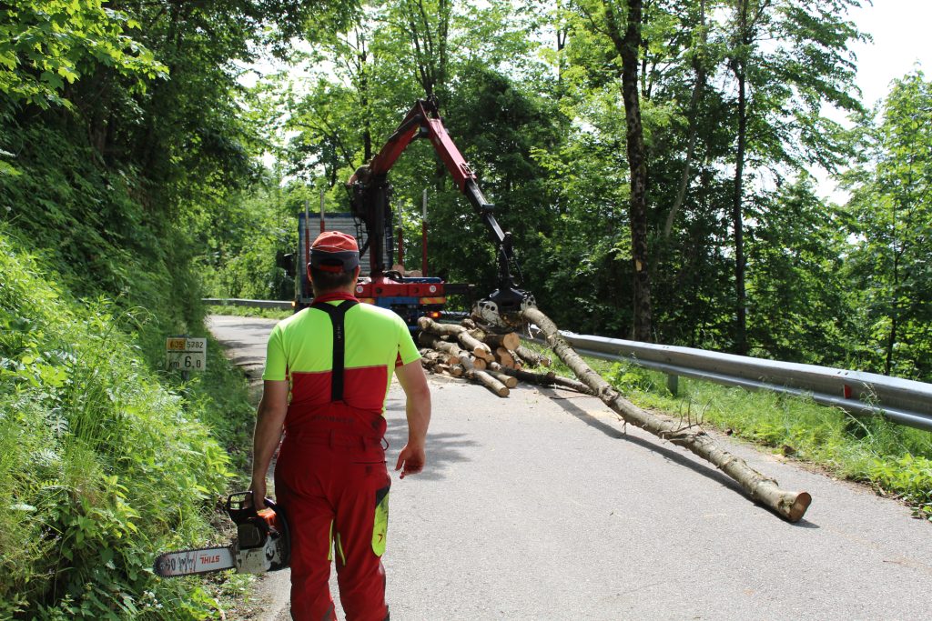 Posek in spravilo lesa